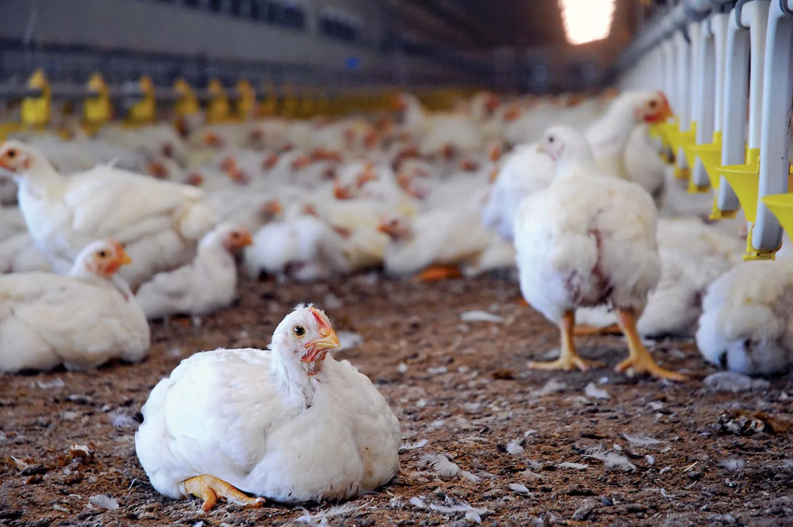 The Impact of Hot Weather and Humidity on Broiler Performance: Challenges and Solutions
