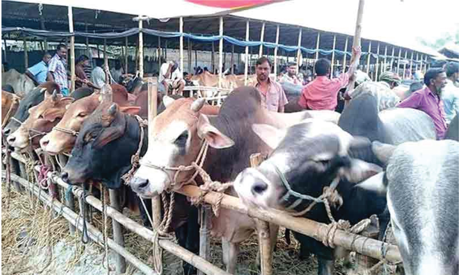 কোরবানির হাট জমে উঠেছে, ছোট ও মাঝারি গরুর চাহিদা তুঙ্গে