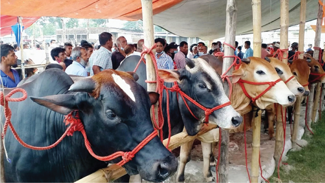 এবার কোরবানির পশু কমেছে ১২ লাখ, অবিক্রীত রয়ে গেছে ৩৩ লাখ