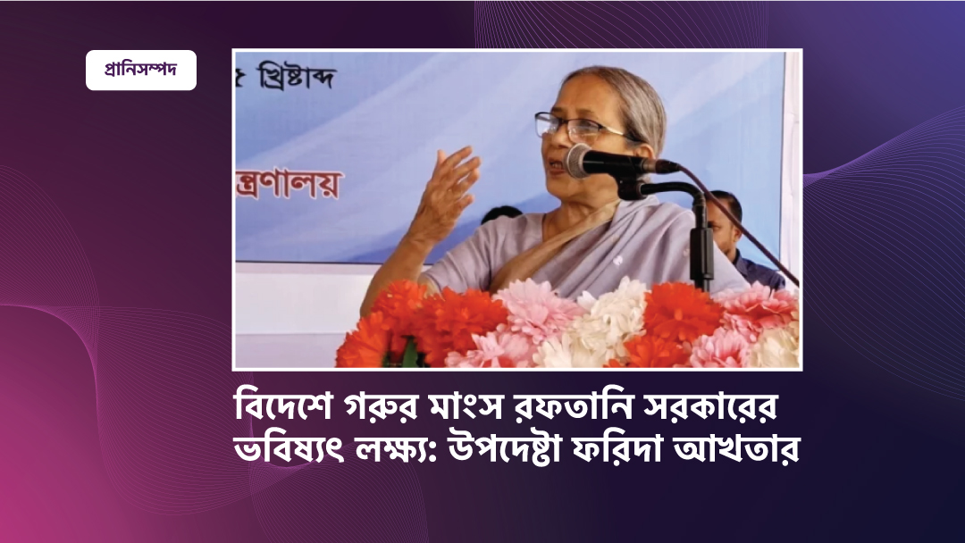 বিদেশে গরুর মাংস রফতানি সরকারের ভবিষ্যৎ লক্ষ্য: উপদেষ্টা ফরিদা আখতার