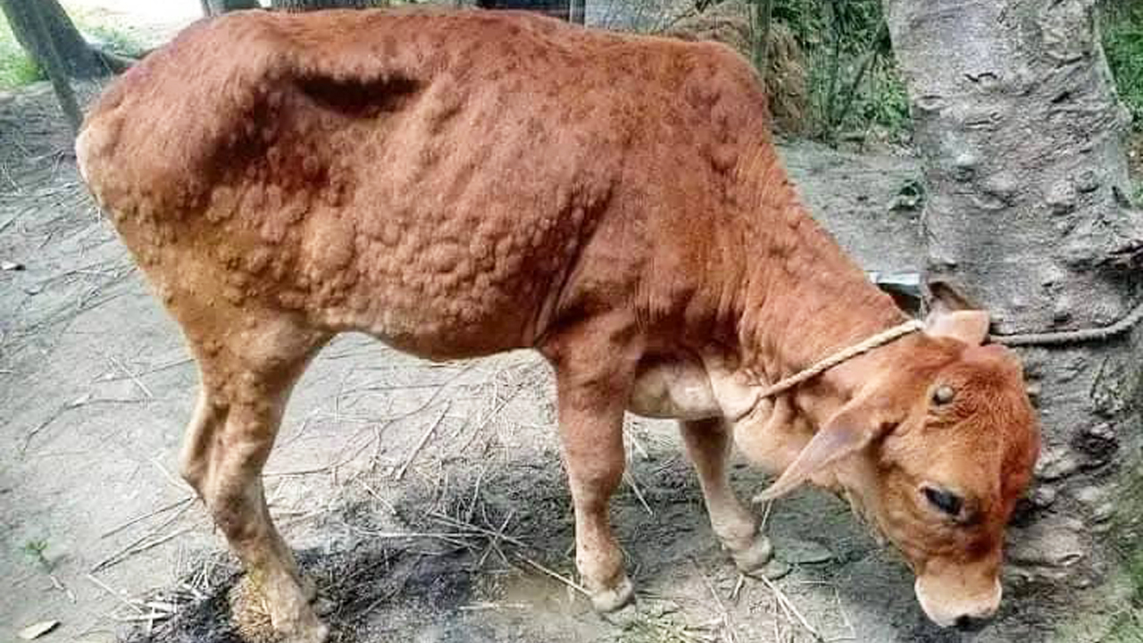 লাম্পি স্কিন ডিজিজ: বাংলাদেশের খামারীদের জন্য এক নতুন চ্যালেঞ্জ