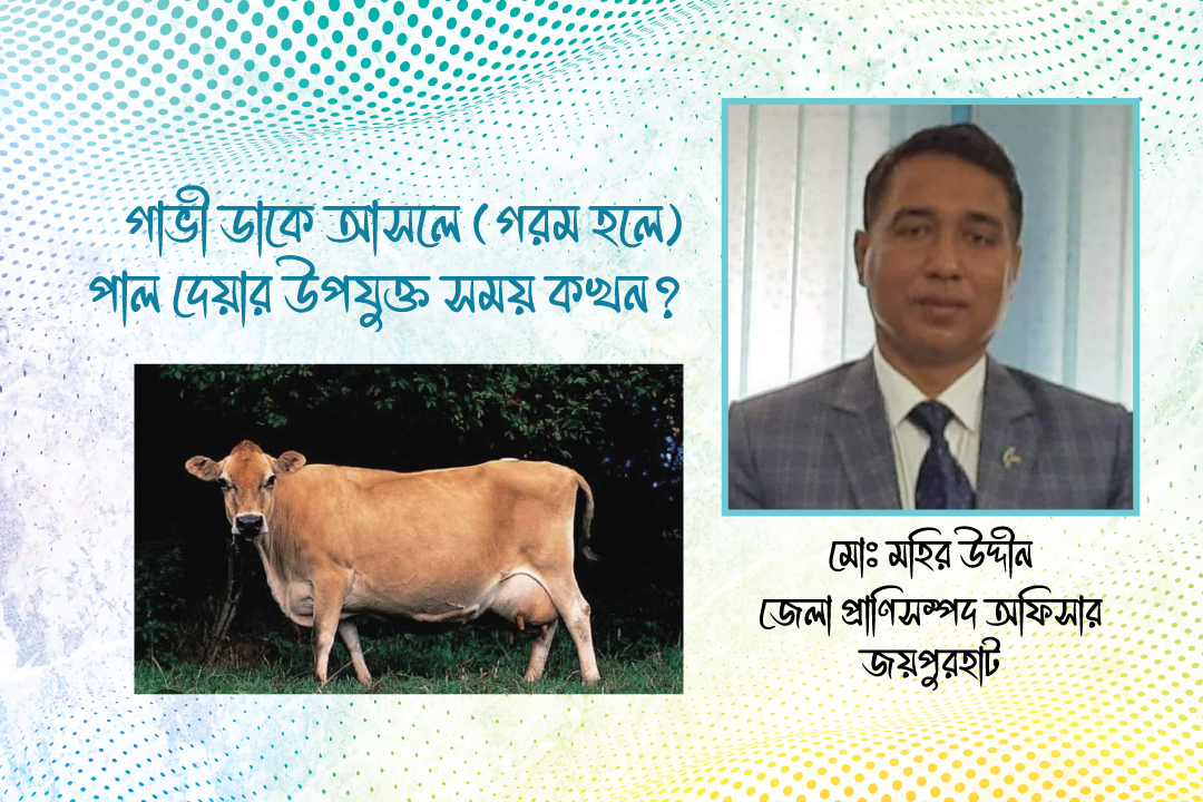 গাভী ডাকে আসলে (গরম হলে) পাল দেয়ার উপযুক্ত সময় কখন?