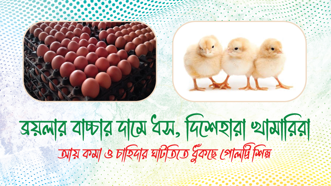 ব্রয়লার বাচ্চার দামে ধস, দিশেহারা খামারিরা