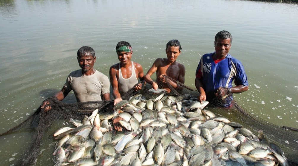 অতিরিক্ত গরমে মাছ চাষের সমস্যা ও সমাধান