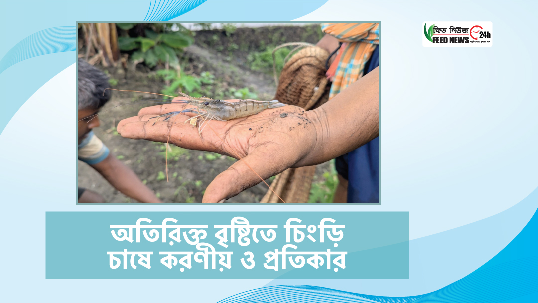 অতিরিক্ত বৃষ্টিতে চিংড়ি চাষে করণীয় ও প্রতিকার