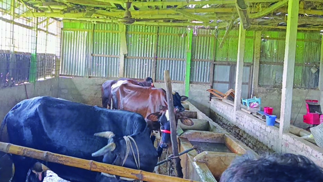 বন্দুক ঠেকিয়ে এতিমখানার ১২ গরু লুট