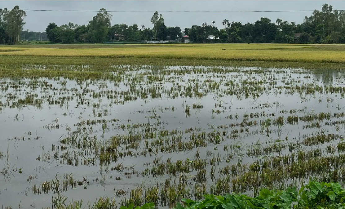 হাওড়ের পানিতে ভাসছে কৃষকের সোনালি স্বপ্ন