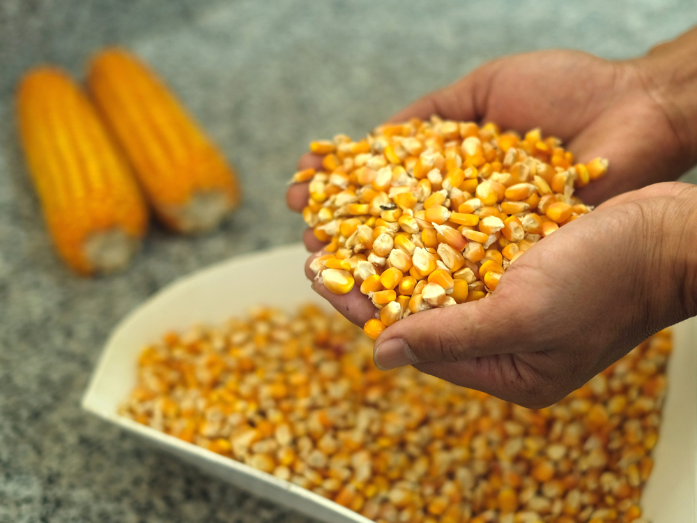 Sri Lanka boosts feed security as it prepares to secure corn imports