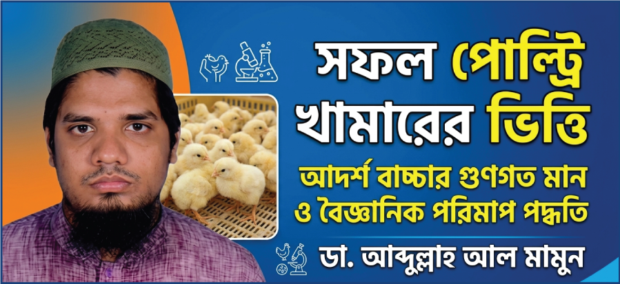 সফল পোল্ট্রি খামারের ভিত্তি: আদর্শ বাচ্চার গুণগত মান ও বৈজ্ঞানিক পরিমাপ পদ্ধতি